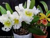 Cattleya Elizabeth Hearn 